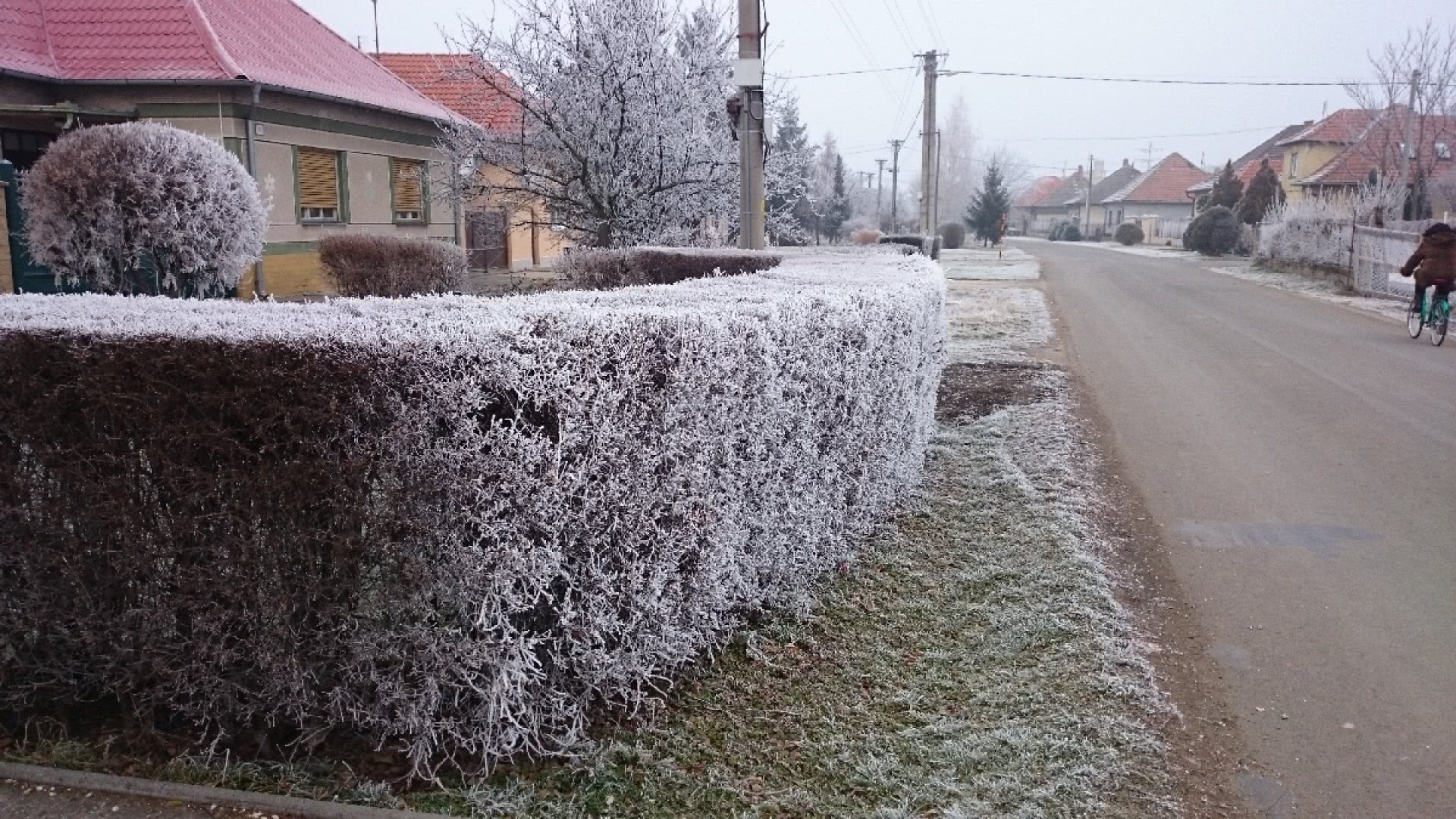 Jilm sibiřský v zimě