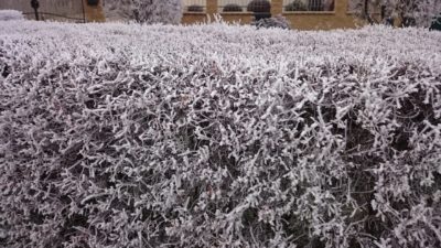 Zázračný živý plot v zimě